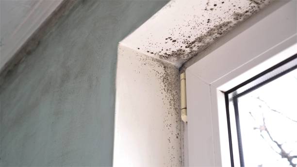 Best Mold Removal and Inspection  in Oak Hill, WV