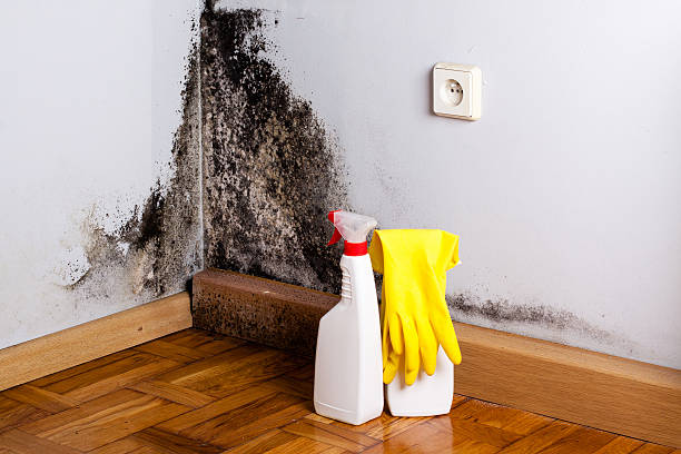 Oak Hill, WV Mold Removal Company