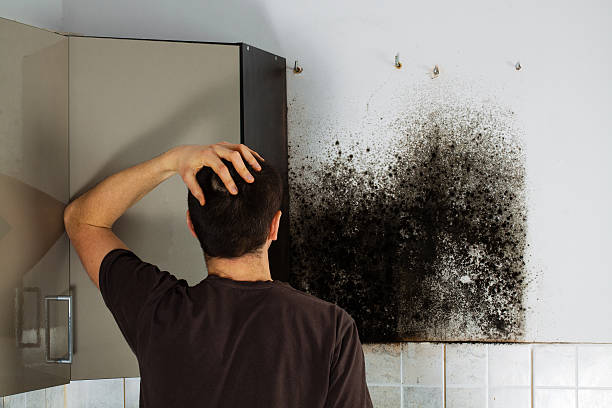 Best Toxic Mold Removal  in Oak Hill, WV