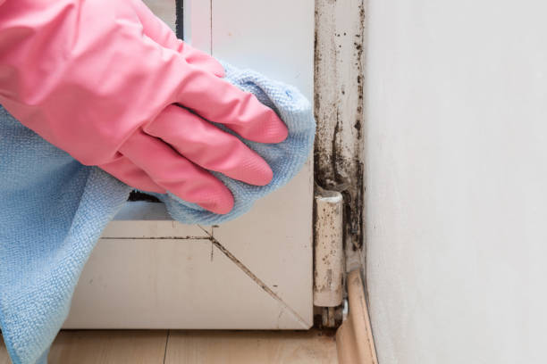 Best Local Mold Removal Service  in Oak Hill, WV